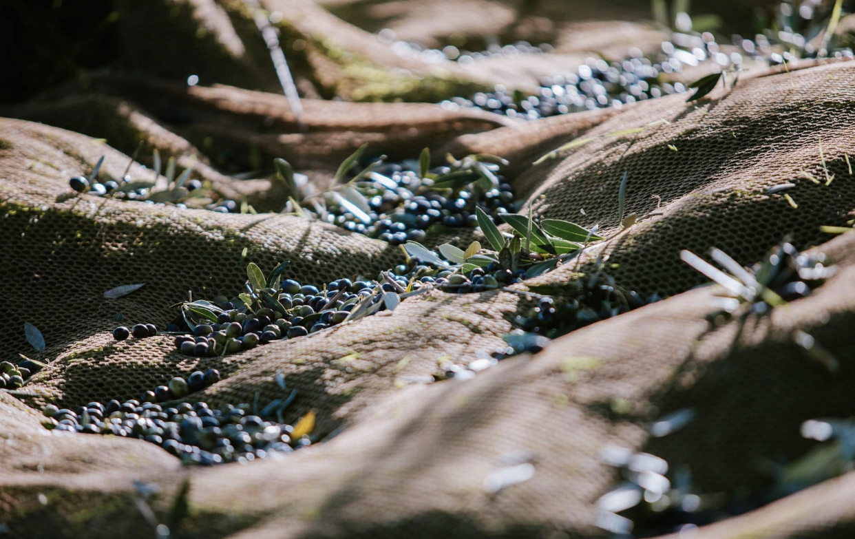 Frantoio La Macina Rossa A Bevagna In Umbria Fotogallery